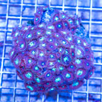 Zoanthus Coral Indonesia (click for more detail)