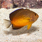 Rusty Angel [Blemish] (click for more detail)