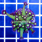 USA Cultured Glitter Bomb Goniopora Coral (click for more detail)