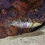 Nebulosus Wrasse (click for more detail)