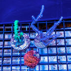 LiveAquaria® Three Pack Cultured Cyphastrea, Sinularia and Gorgonia Coral (click for more detail)