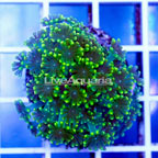 USA Cultured Alveopora Coral (click for more detail)