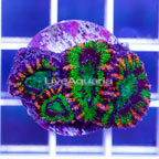 USA Cultured Acan Lord Coral (click for more detail)