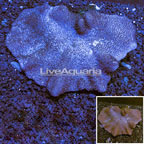 Toadstool Mushroom Leather Coral Vietnam (click for more detail)