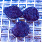 LiveAquaria® Three Pack Cultured Montipora Coral (click for more detail)