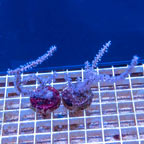 LiveAquaria® Two Pack Cultured Purple Sea Whip (click for more detail)