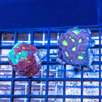 LiveAquaria® Two Pack Cultured Favia Coral (click for more detail)