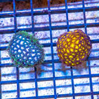 LiveAquaria® Two Pack Cultured Leptastrea Coral (click for more detail)