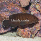 Brown Stripe Grouper (click for more detail)