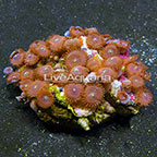 Red People Eater Colony Polyp Rock Zoanthus Indonesia IM (click for more detail)