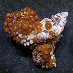 Orange People Eater and Green Eye Colony Polyp Rock Zoanthus Indonesia IM (click for more detail)