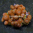 Red People Eater Colony Polyp Rock Zoanthus Indonesia IM (click for more detail)