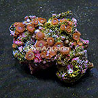 Red People Eater Colony Polyp Rock Zoanthus Indonesia IM (click for more detail)