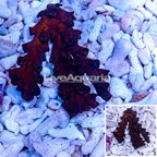 Tube Coral, Black  (click for more detail)