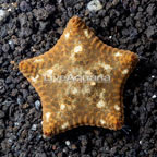 Pillow Sea Star (click for more detail)