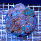 Rhodactis Mushroom Rock Indonesia (click for more detail)