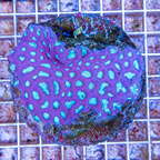 Favia Coral Indonesia (click for more detail)