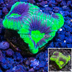 LiveAquaria® Cultured Favia Brain Coral (click for more detail)