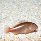 Arc-eye Hawkfish  (click for more detail)