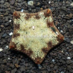 Pillow Sea Star (click for more detail)