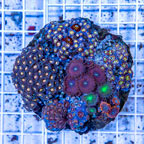 Zoanthus Coral Indonesia (click for more detail)