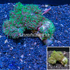 Rhodactis Mushroom Rock Indonesia (click for more detail)