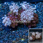 Pom Pom Xenia and Zoanthus Combo Rock Vietnam (click for more detail)