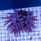Tree Coral Indonesia (click for more detail)