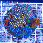 Zoanthus Coral Indonesia (click for more detail)