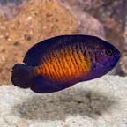 Coral Beauty Angelfish (click for more detail)