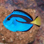 Blue Tang (click for more detail)
