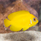 Lemon Peel Angelfish (click for more detail)
