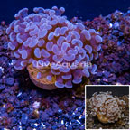 LiveAquaria® Cultured Hammer Coral  (click for more detail)