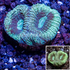 LiveAquaria® Cultured Goniastrea Coral (click for more detail)