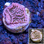 LiveAquaria® Cultured Montipora Coral (click for more detail)