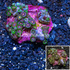 Zoanthus Coral Indonesia (click for more detail)