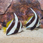  Bannerfish, Pair (click for more detail)