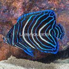 Koran Angelfish, Juvenile (click for more detail)