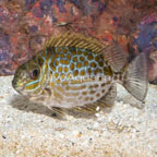 Gold Spotted Rabbitfish (click for more detail)