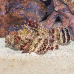  Scorpion Fish (click for more detail)