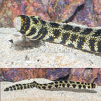 Snowflake Eel  (click for more detail)