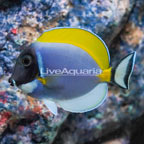 Powder Blue Tang  (click for more detail)