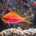 Fathead Sunburst Anthias  (click for more detail)