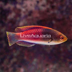 Blue Sided Wrasse  (click for more detail)