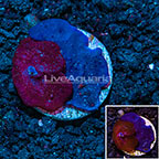 LiveAquaria® Photosynthetic Plating Red and Blue Sponge (click for more detail)