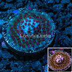 USA Cultured Skittles Bomb Cyphastrea Coral (click for more detail)