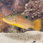 Blue Spotted Toby Puffer (click for more detail)