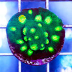 USA Cultured Cyphastrea Coral (click for more detail)