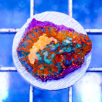 USA Cultured Rhodactis Mushroom Coral (click for more detail)