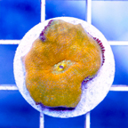 USA Cultured Actinodiscus Coral (click for more detail)